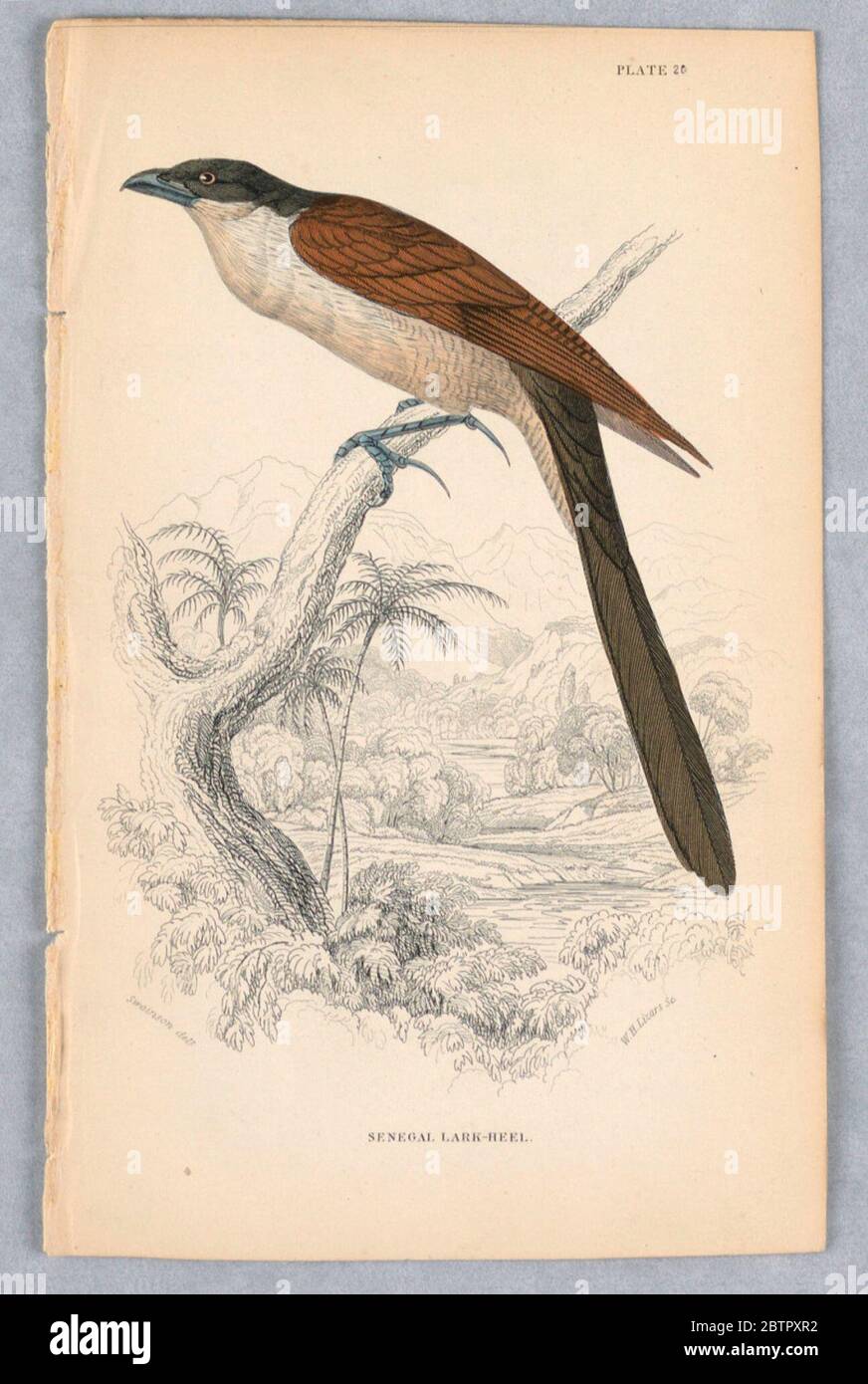 Senegal LarkHell Plate 20 von Birds of Western Africa. Forschung in ProgressVogel in einem Baum; Berge und Bach darüber hinaus. Der Vogel hat eine dunkelbraune Mütze und einen Schwanz, rotbraune Flügel und eine helle Unterseite. Titel und Künstlernamen unten. Stockfoto