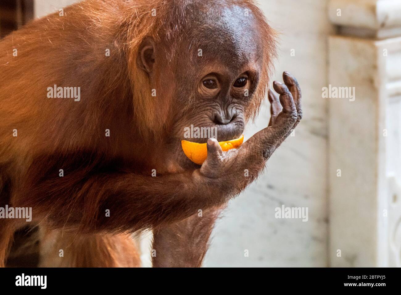 Nahaufnahme des jungen Sumatra-Orang-Utan (Pongo abelii), der im Zoo Orange isst, der auf der indonesischen Insel Sumatra beheimatet ist Stockfoto