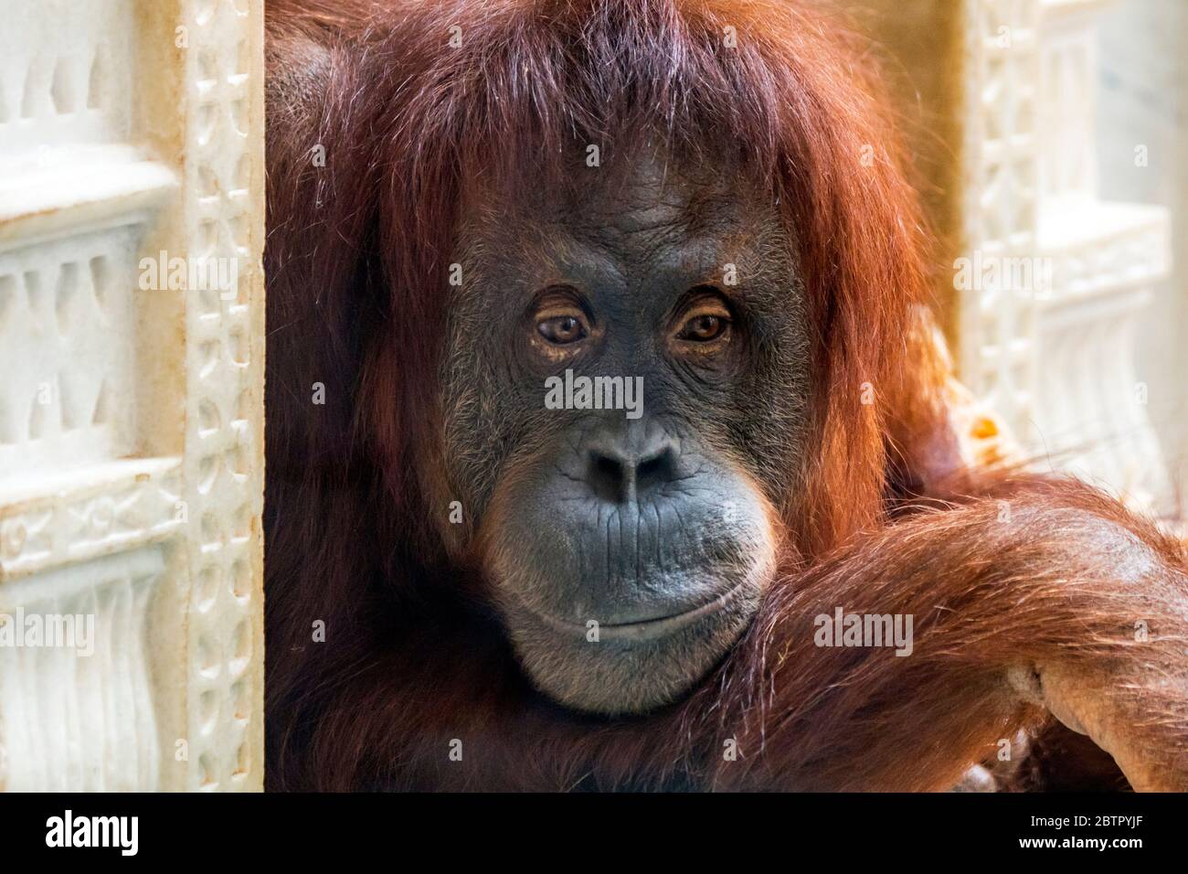Nahaufnahme des Sumatra-Orang-Utan (Pongo abelii)-Weibchens im Zoo, das auf der indonesischen Insel Sumatra beheimatet ist Stockfoto