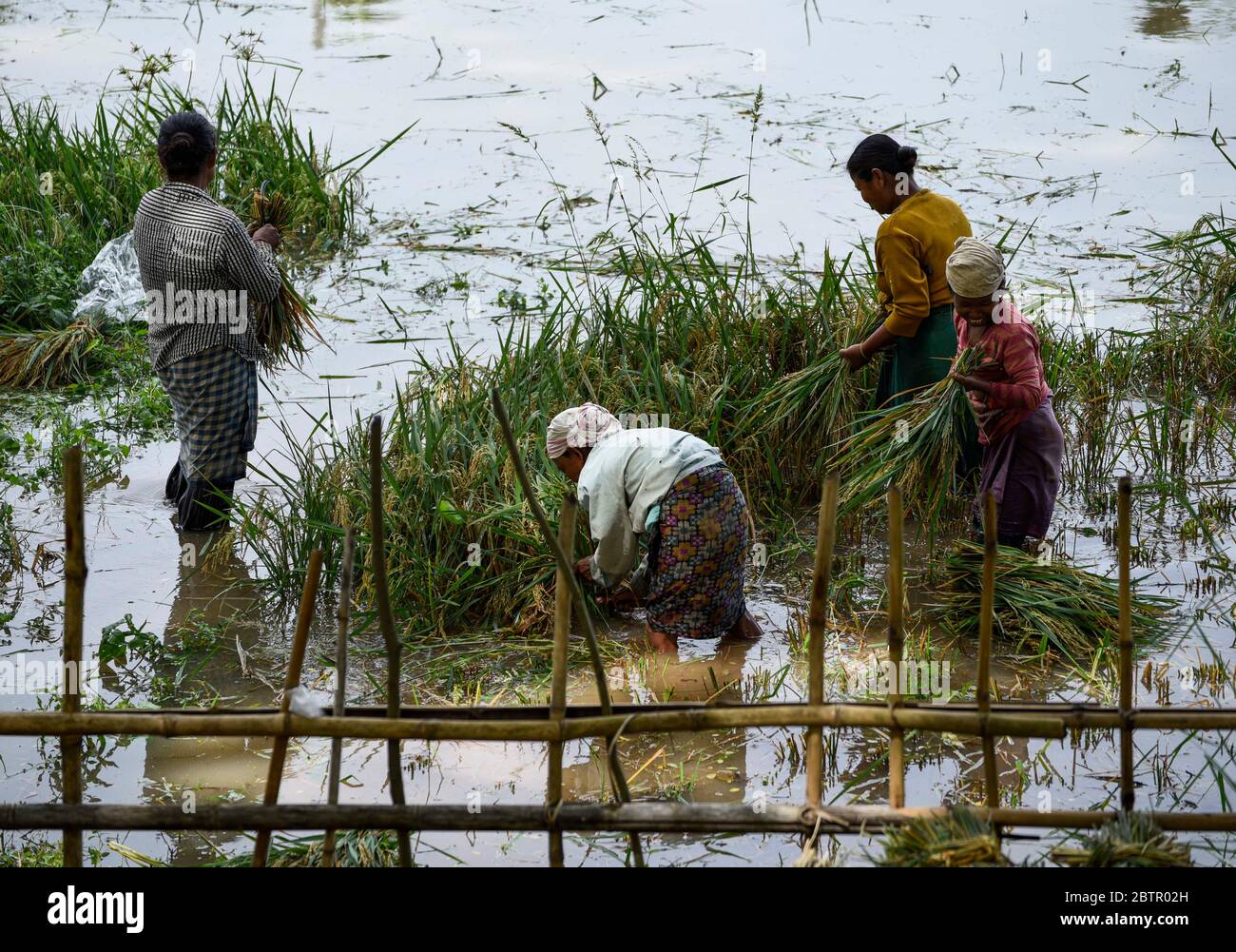 Assam, Indien. Mai 2020. Frauen, die in einem untergetauchten Paddy-Feld bei einer Überschwemmung betroffenen Dorf in Kamrup Bezirk Assam in Indien am Mittwoch, 27. Mai 2020 ernten. Schwere Regenfälle in vielen Teilen des Staates Assam, die große Flächen von landwirtschaftlichen Flächen. Kredit: David Talukdar/Alamy Live News Stockfoto