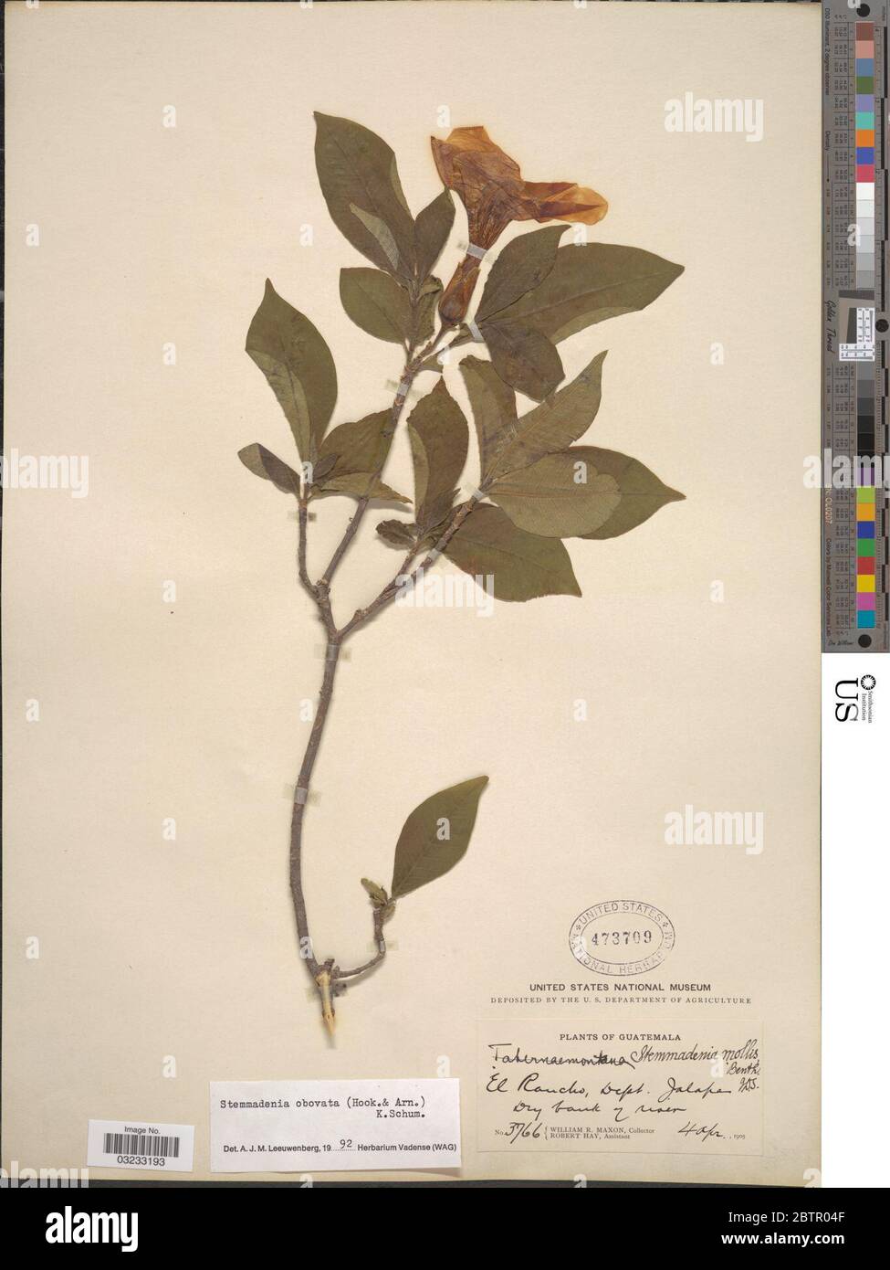 Stemmadenia obovata Hook Arn K Schum. Stockfoto