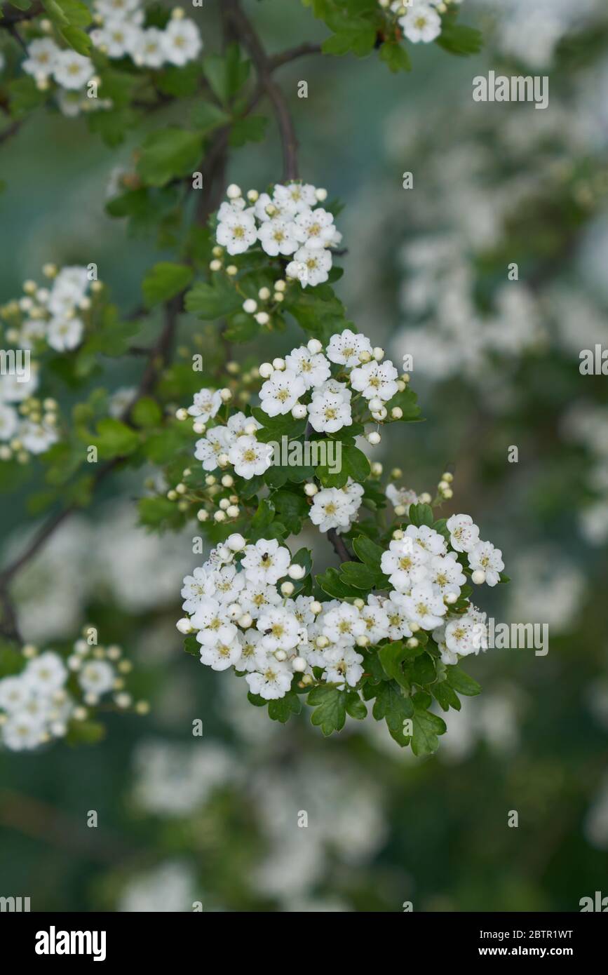 firethorn Pyramicantha coccinea Stockfoto