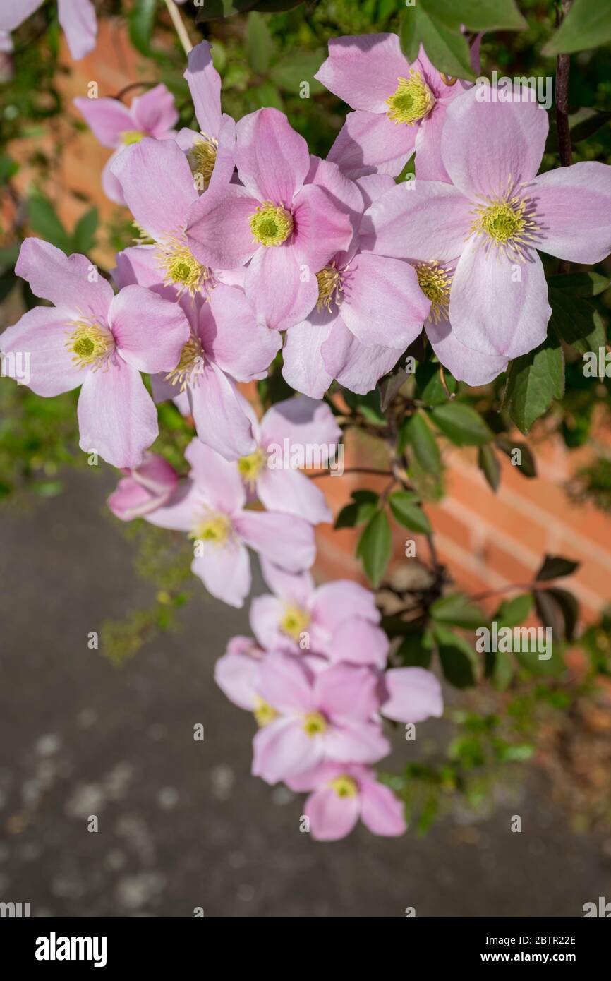 Zweig mit rosa Berg Clematis Blüten Stockfoto