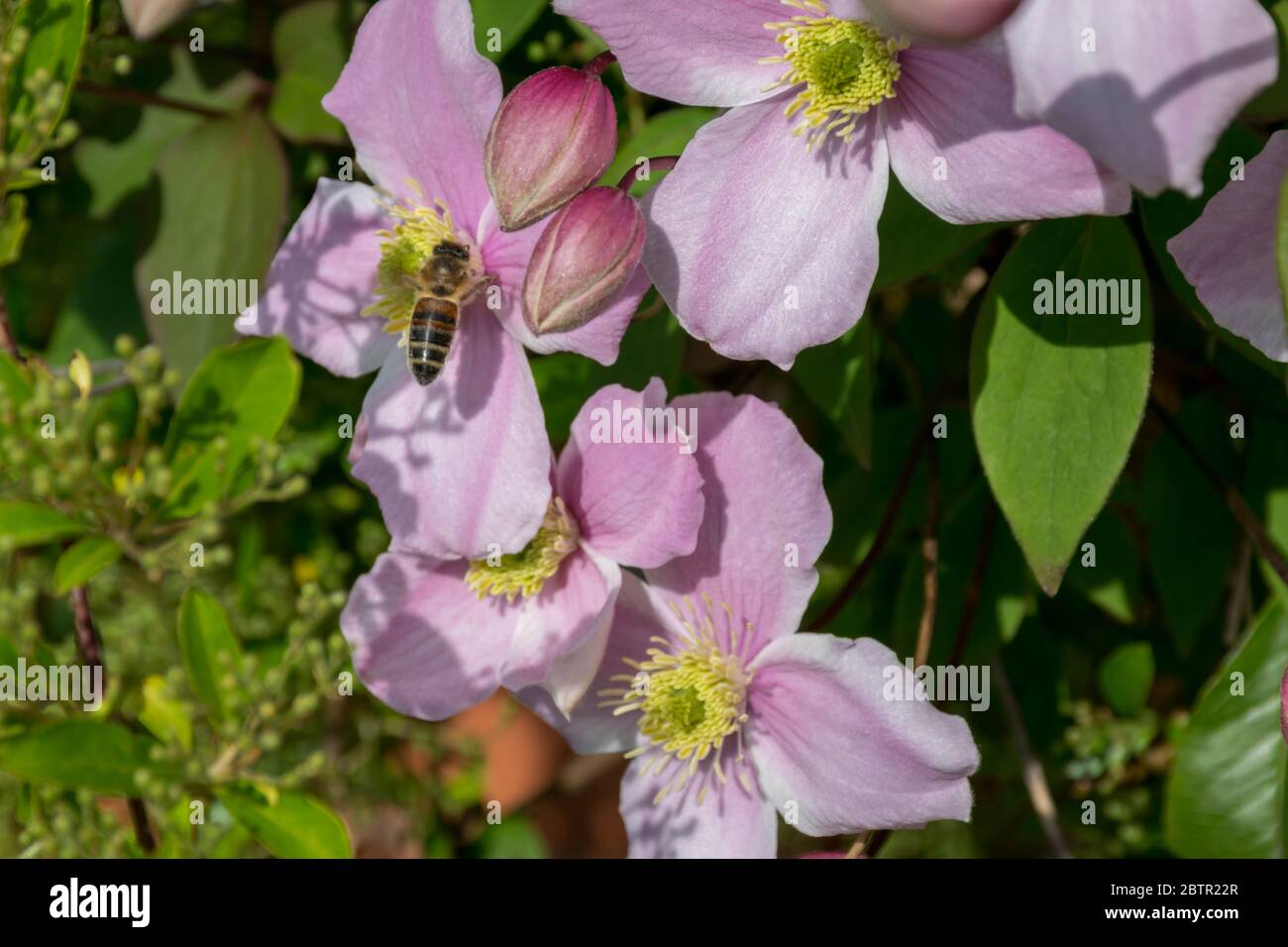 Biene auf dem Berg Clematis blüht Stockfoto