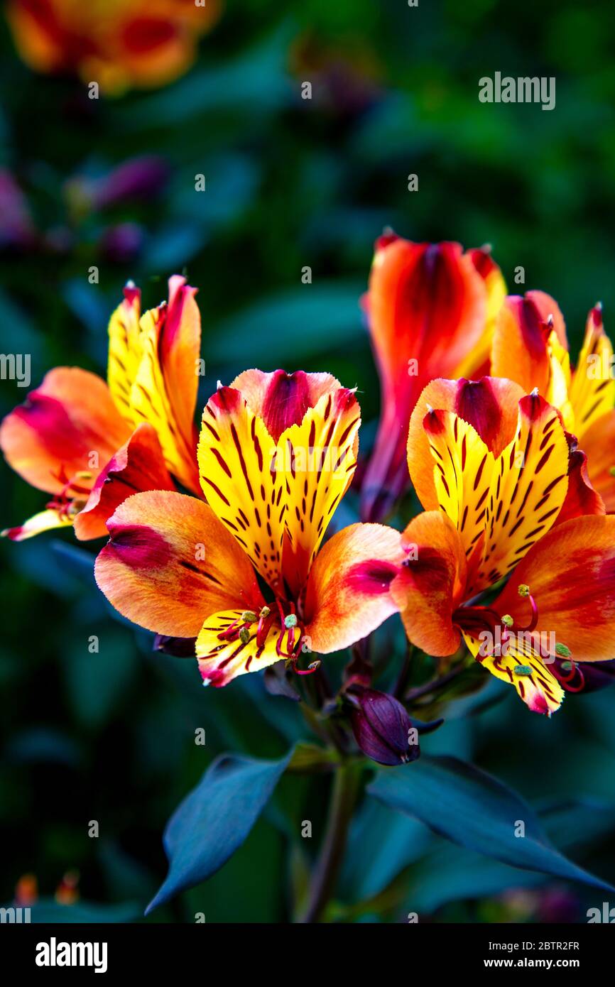 Leuchtend gelbe orange und rote Blüten mit kleinen Streifen, Alstroemeria Indian Summer 'Tesronto' aka peruanische Lilienblüten oder Lilie der Inkas Stockfoto