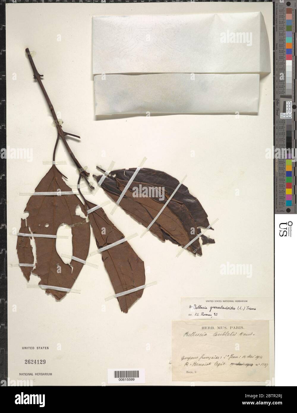 Bellucia grossularioides Fotos und Bildmaterial in hoher Auflösung