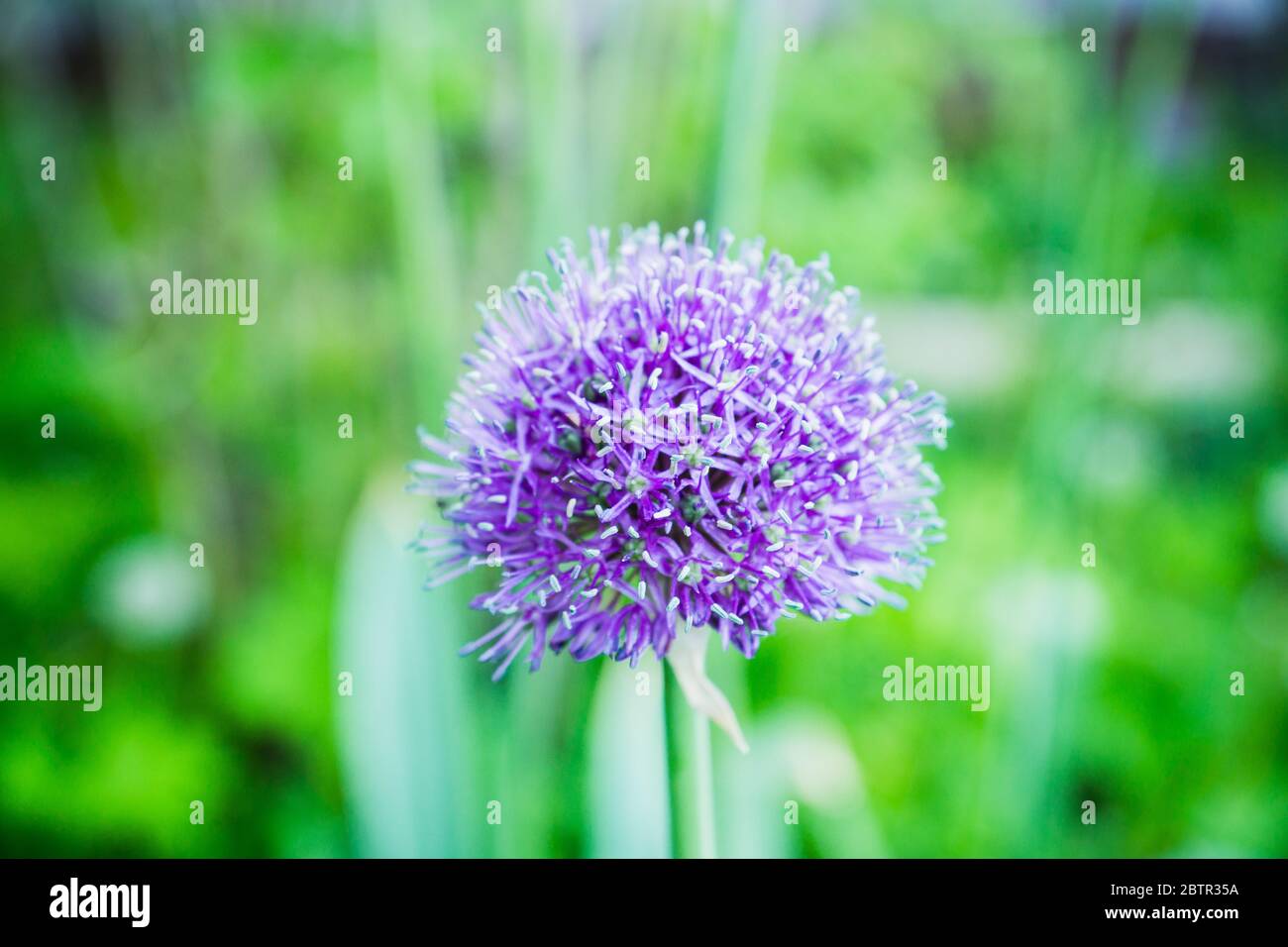 Allium Globemaster blüht im Garten. Geringe Schärfentiefe. Stockfoto