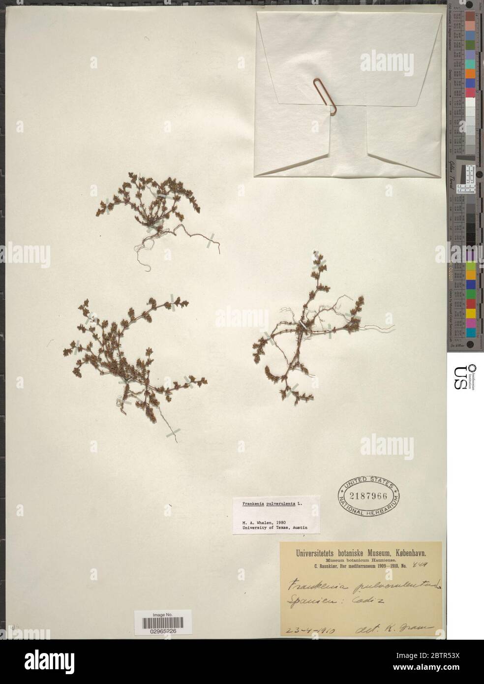 Frankenia laevis. Stockfoto