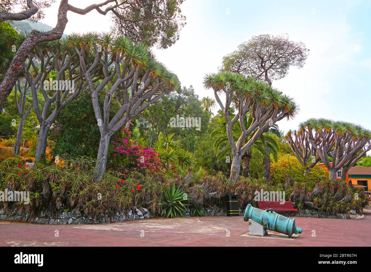 Kleine Kanonen umgeben von den Kanarischen Inseln Dragon Tree in den La Alameda Gardens, einem botanischen Garten in Gibraltar. Stockfoto