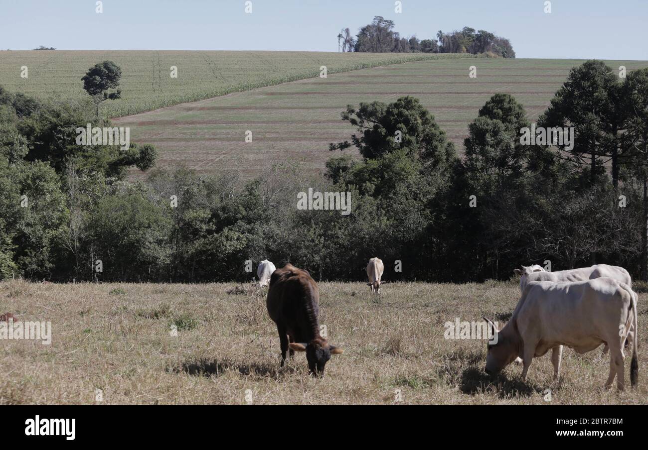 CAMPO MOURÃO, PR - 27.05.2020: PECUÁRIA NO PARANÁ - Viehzucht in Paraná. Auf dem Foto weiden Ochsen und Kühe auf einem ländlichen Grundstück. Das Gebiet ist in Weide- und Pflanzfläche unterteilt. (Foto: Dirceu Portugal/Fotoarena) Stockfoto