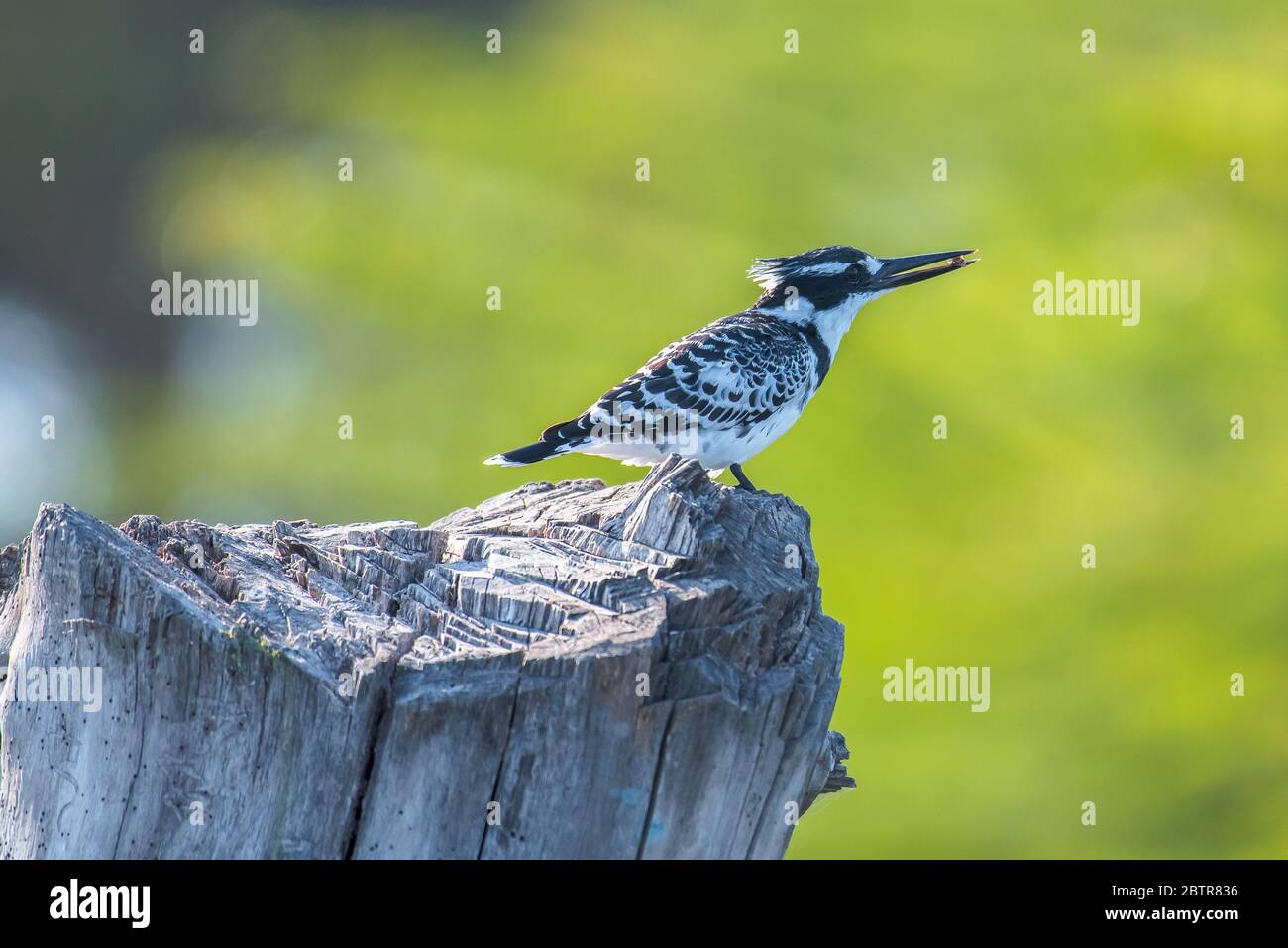 Afrikanischer Eisvogel mit Fischen vom See Naivasha Stockfoto