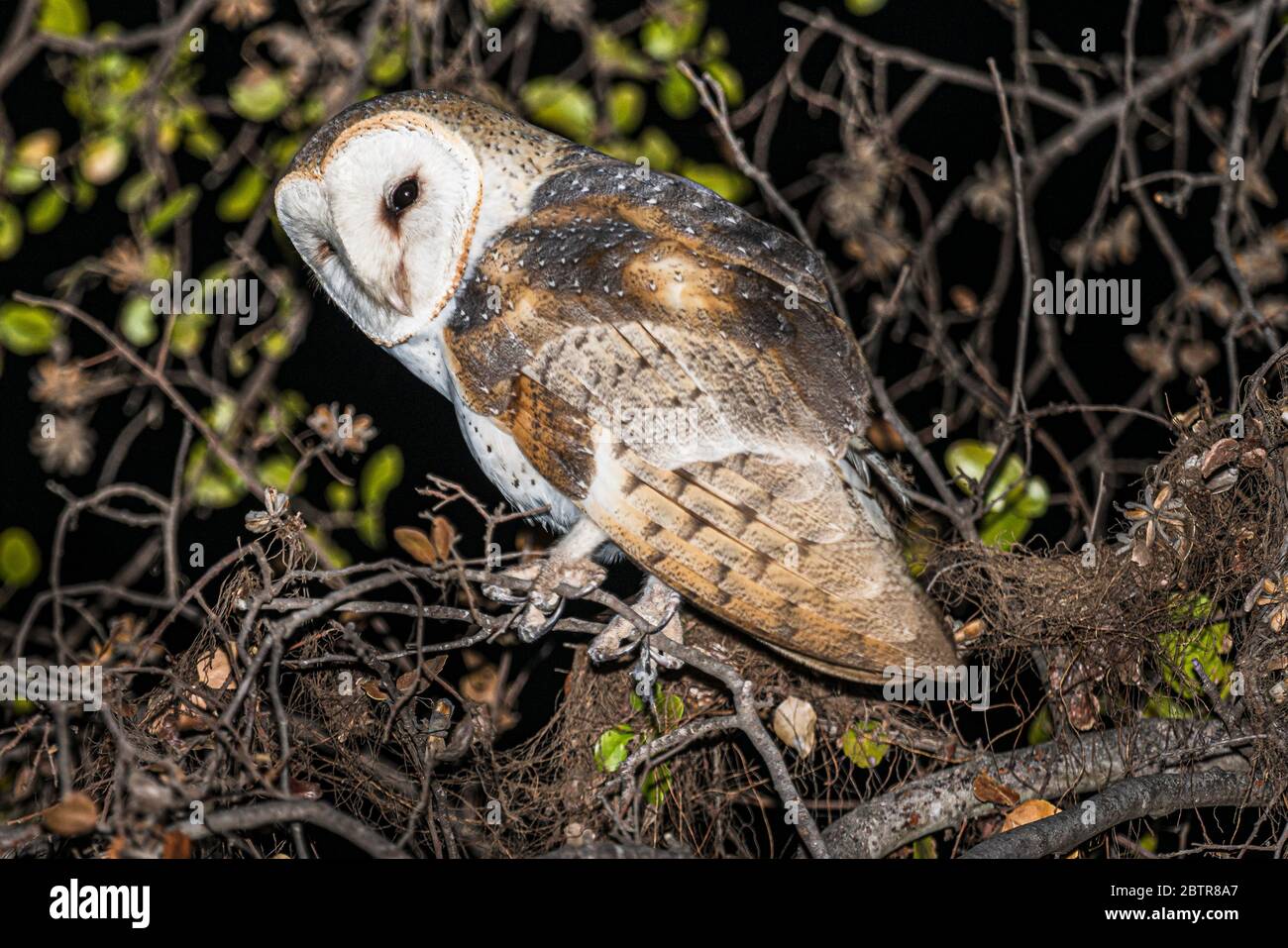 Scheune Owl oder Tyto alba in seiner natürlichen Gewohnheit außerhalb der Nacht in einem Baum. Stockfoto