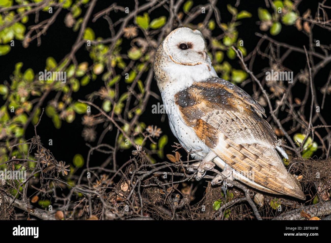 Scheune Owl oder Tyto alba in seiner natürlichen Gewohnheit außerhalb der Nacht in einem Baum. Stockfoto