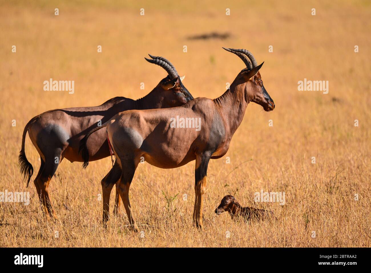 Topi auf Termite Mound, Mara National Reserve, Kenia. Stockfoto