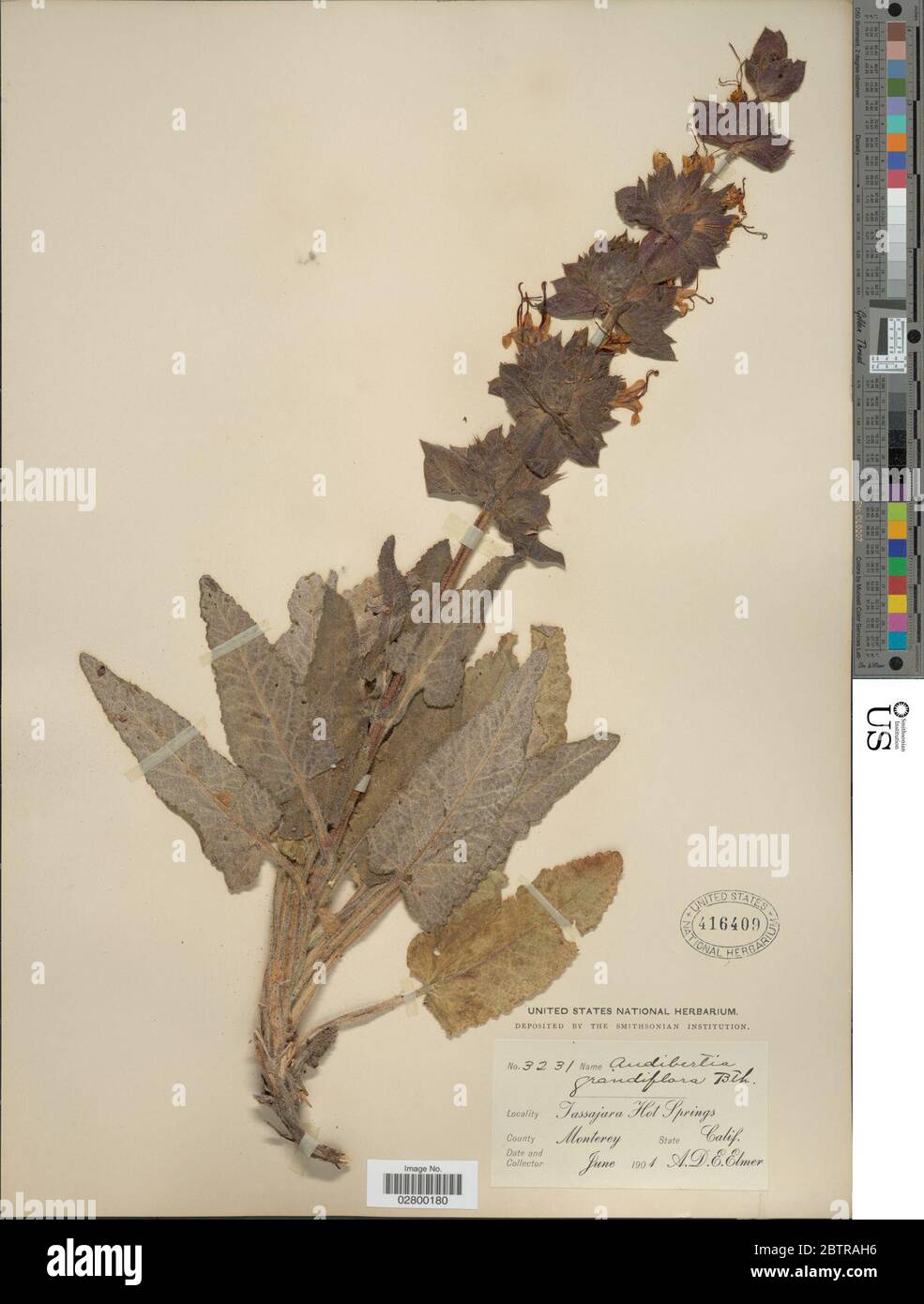 Salvia spathacea Greene. Stockfoto