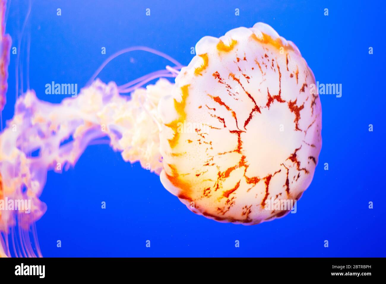 Nahaufnahme Tierwelt von einzelnen weißen Quallen Unterwasser blaues Meer Stockfoto