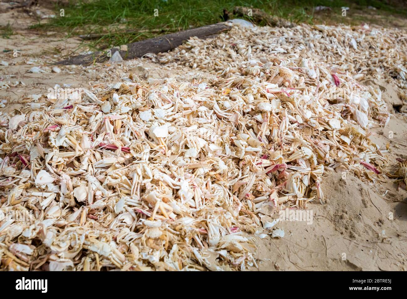 Seashell auf lokalen wunderschönen Fischerdorf und Strand Ganh Dau (Kap), tropische Phu Quoc Insel in Vietnam. Landschaft aufgenommen während sonnigen Tag mit b Stockfoto