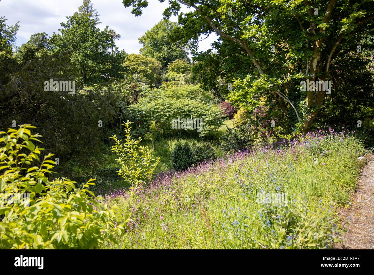 Wilde Blumen in Lukesland Gardens, Ivybridge, Devon Stockfoto