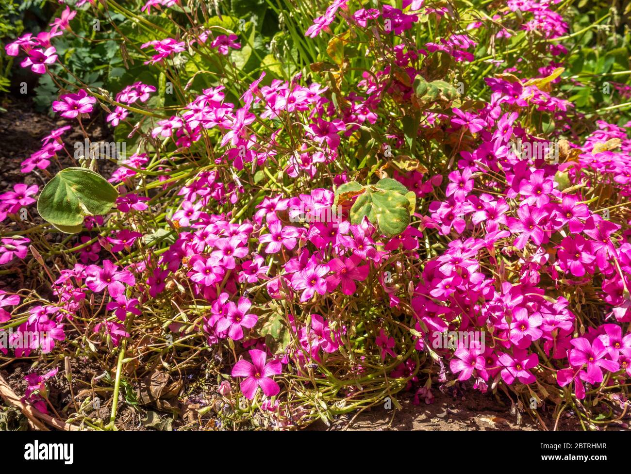 Eine Gruppe von leuchtend rosa, fünf Blütenblätter, Sauerampfer Blumen - oxalis articulata - gegenüber dem hellen Frühjahr britischen Frühlings Sonnenschein. Stockfoto