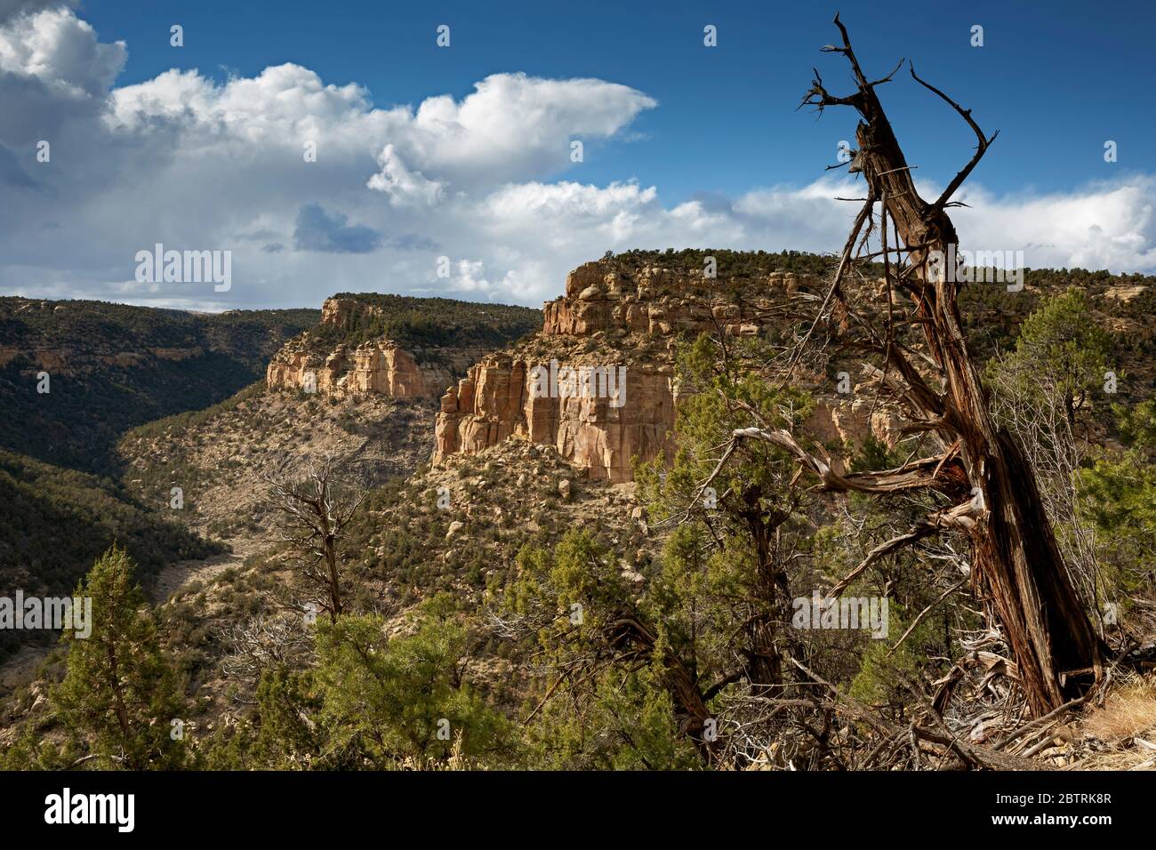 CO00266...COLORADO - Blick auf den Fichte Canyon vom Petroglyph Point Trail im Mesa Verde Nationalpark. Stockfoto