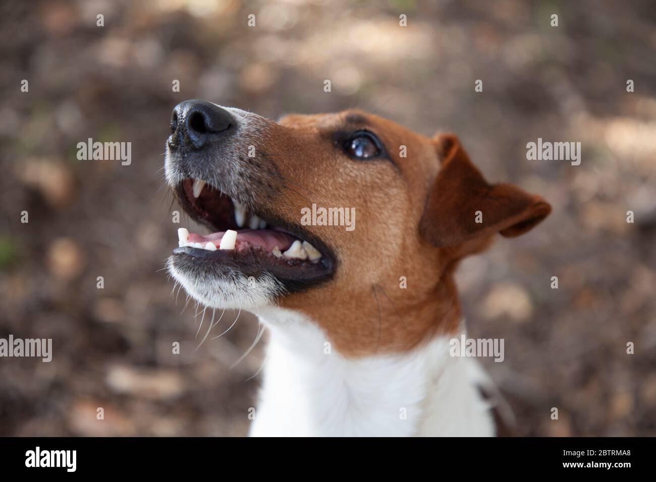 Jack Russel Terrier Porträt Stockfoto