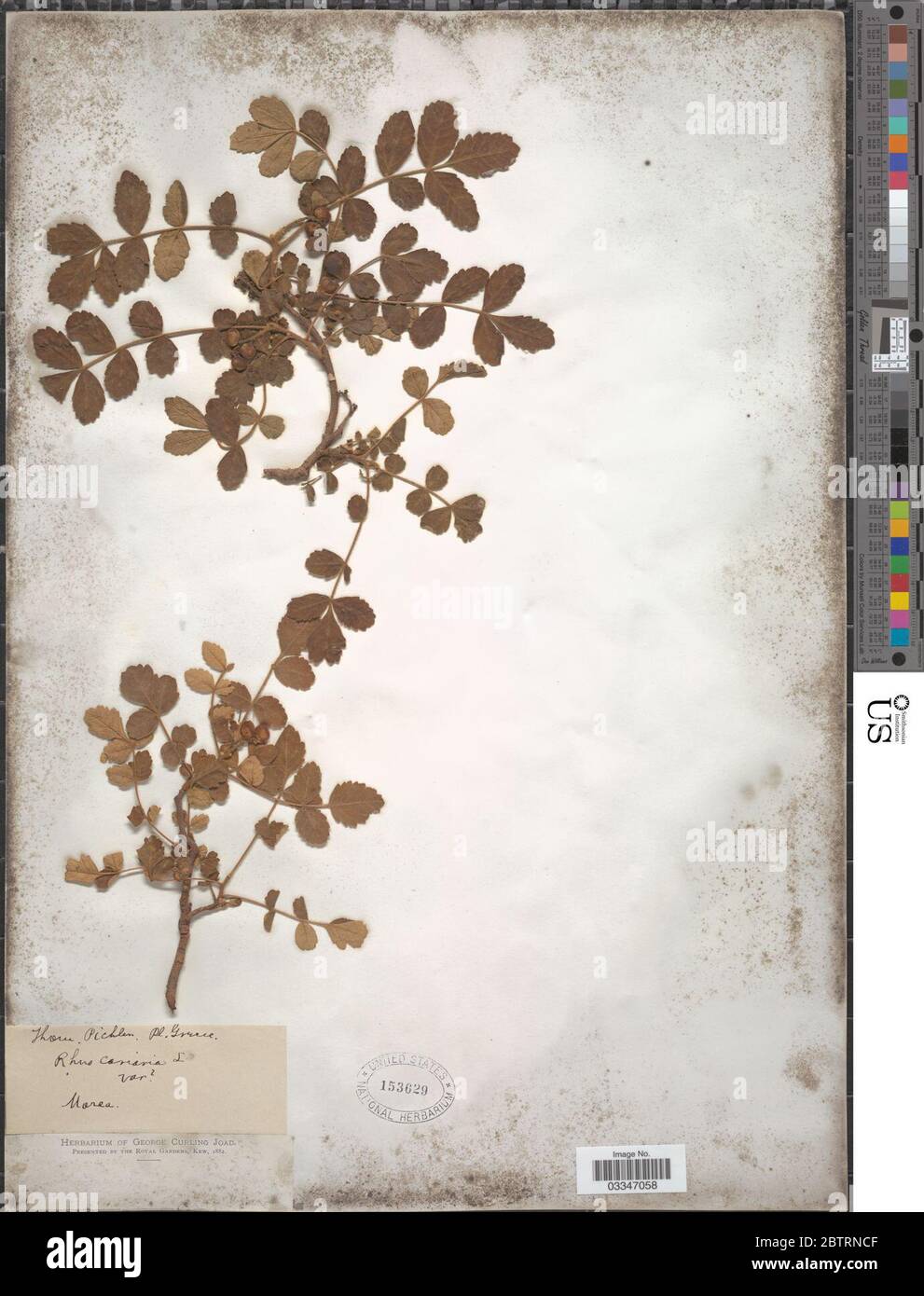 Rhus coriaria L. Stockfoto Rhus coriaria L. Stockfoto