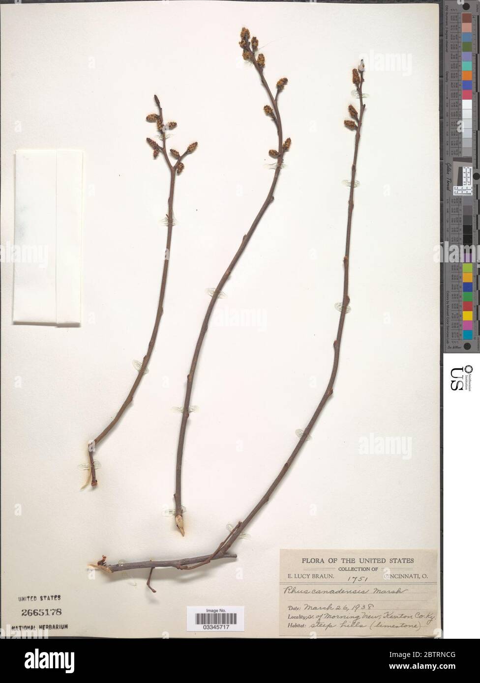 Rhus canadensis. Stockfoto Rhus canadensis. Stockfoto