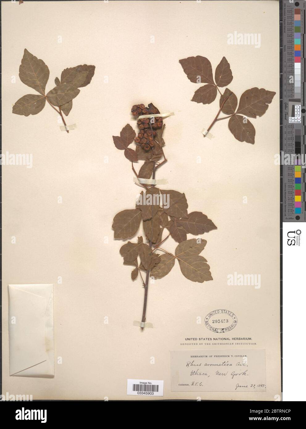 Rhus crenata Thunb. Stockfoto Rhus crenata Thunb. Stockfoto