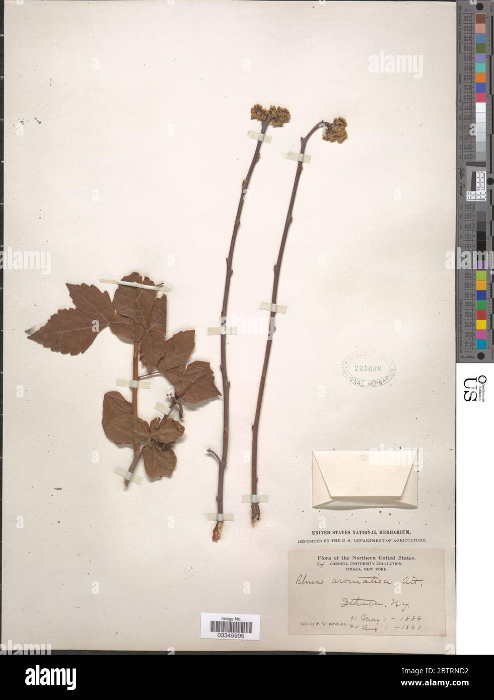 Rhus crenata Thunb. Stockfoto Rhus crenata Thunb. Stockfoto