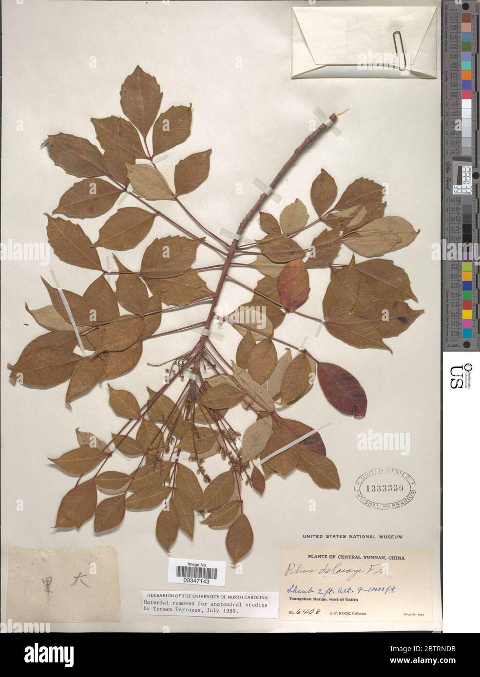 Rhus delavayi. Stockfoto Rhus delavayi. Stockfoto