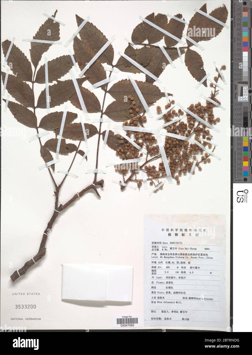 Rhus chinensis Mühle. Stockfoto Rhus chinensis Mühle. Stockfoto