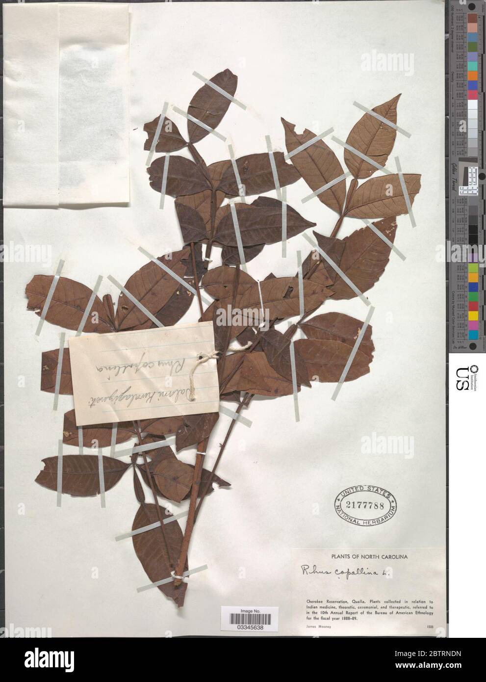 Rhus copallinum L. Stockfoto Rhus copallinum L. Stockfoto