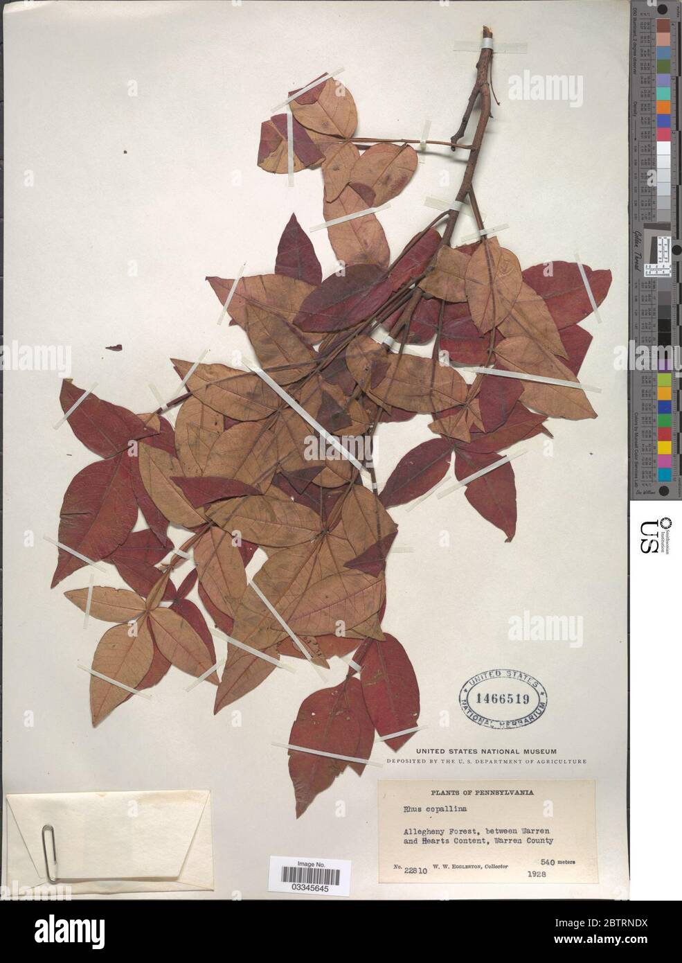 Rhus copallinum L. Stockfoto Rhus copallinum L. Stockfoto