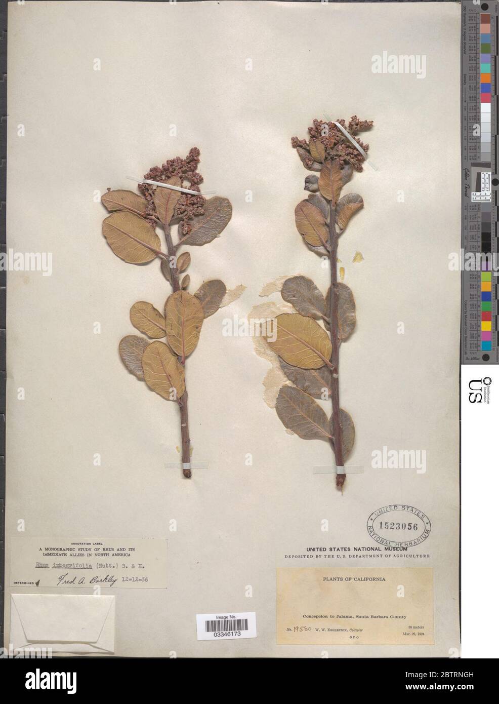Rhus integrifolia Nutt Benth Haken f ex ROTHR. Stockfoto Rhus integrifolia Nutt Benth Haken f ex ROTHR. Stockfoto