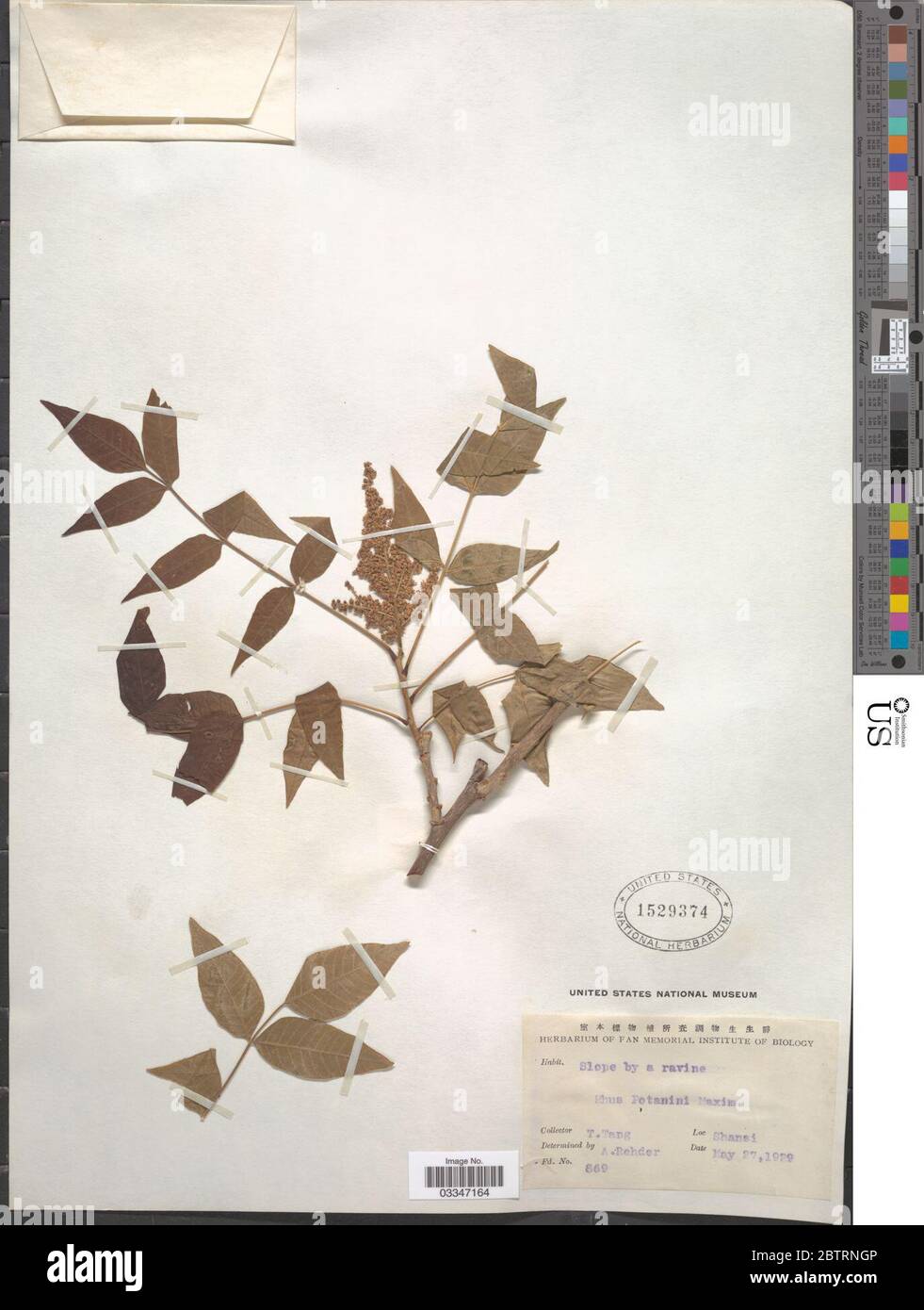 Rhus potaninii Maxim. Stockfoto Rhus potaninii Maxim. Stockfoto