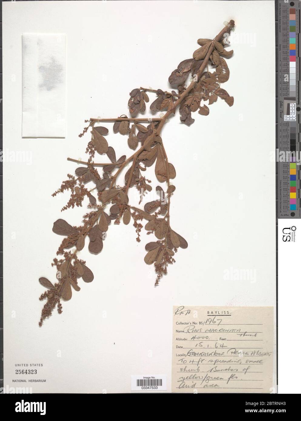 Rhus macronata. Stockfoto Rhus macronata. Stockfoto
