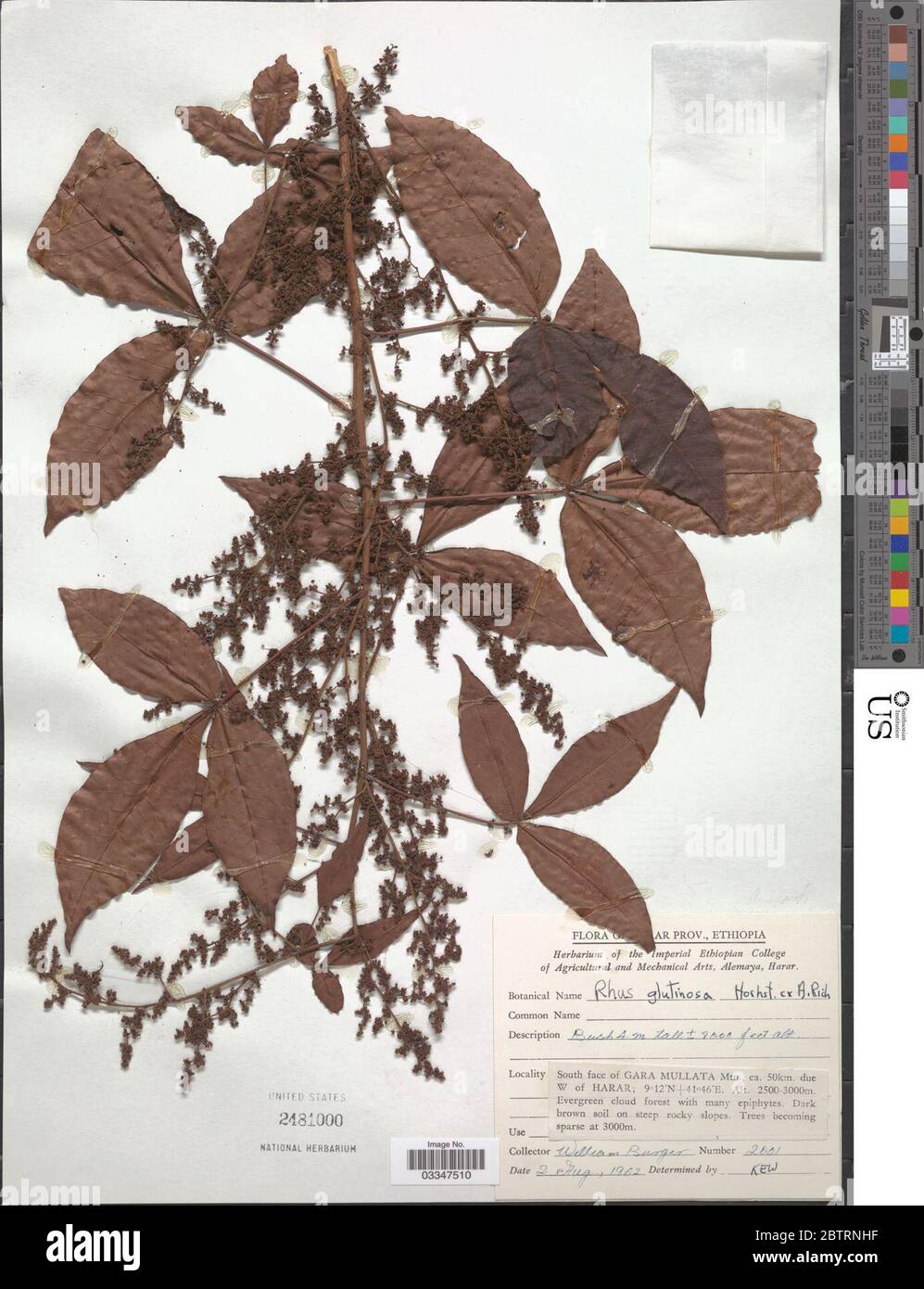 Rhus glutinosa Hochst ex A Rich. Stockfoto Rhus glutinosa Hochst ex A Rich. Stockfoto
