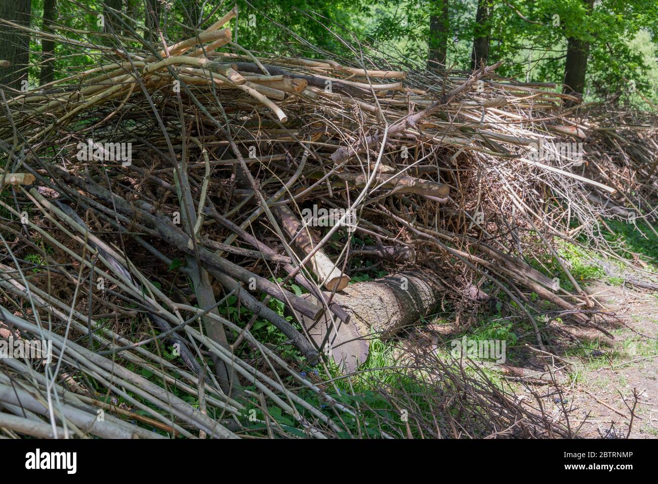 Gestapelte Äste und Baumstämme in einer Landschaft neben einem Wanderweg Stockfoto