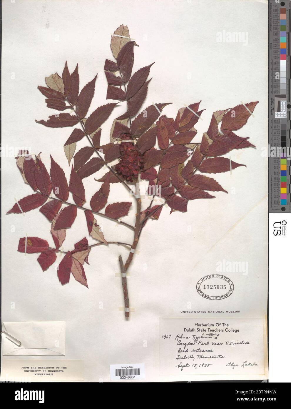 Rhus typhina L. Stockfoto Rhus typhina L. Stockfoto