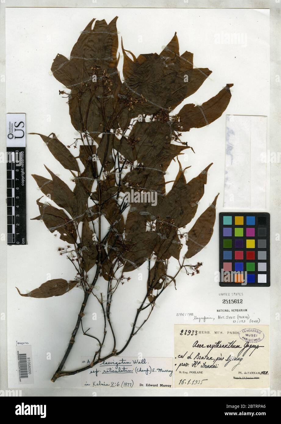 Ahorn erythranthum Gagnep. Stockfoto