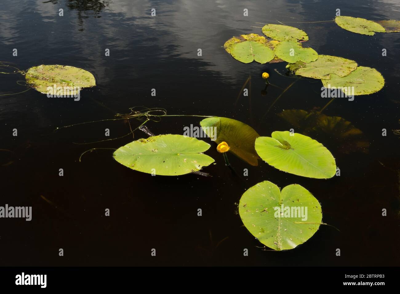 Schwimmende Blätter und gelbe Blüten in dunklem Wasser, Brandy Bottle Water Lily, auch bekannt als Streudock oder Gelbe Wasserlilie (Nuphar lutea) Stockfoto