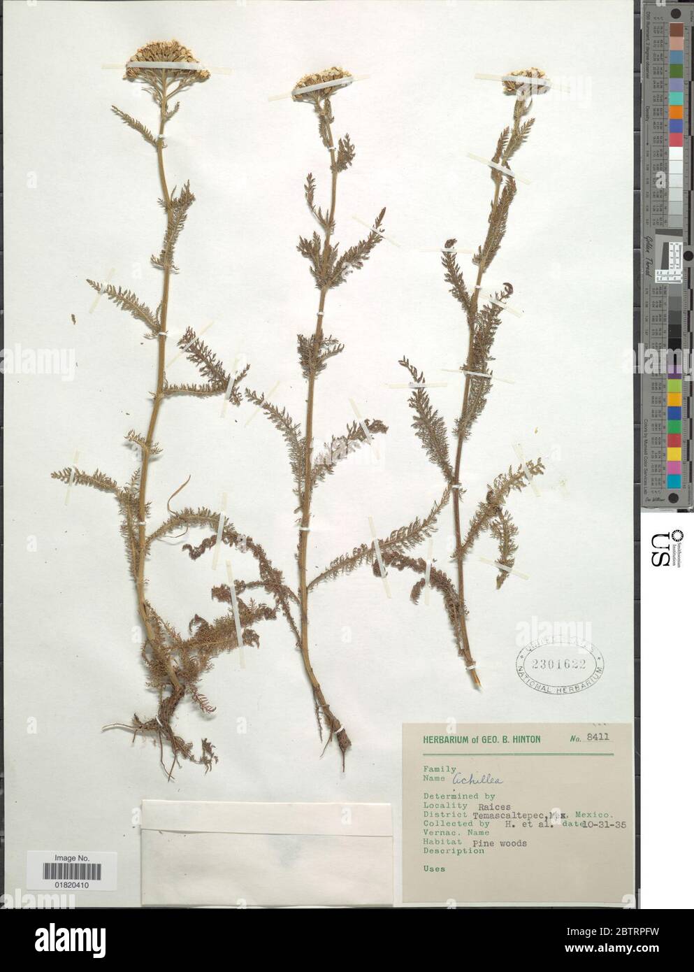 Achillea sp. Stockfoto