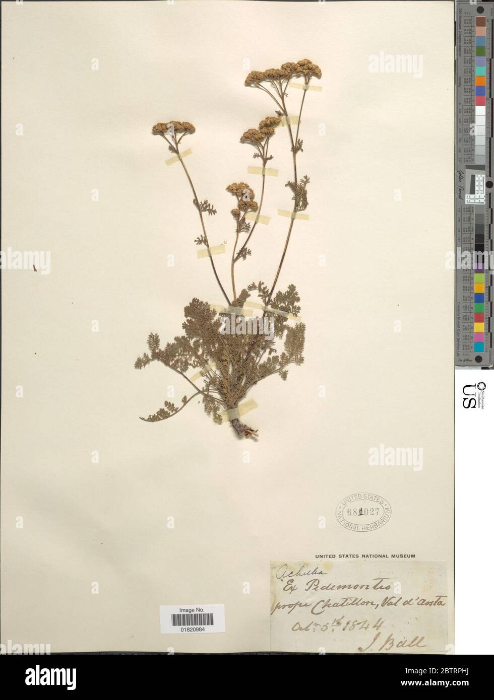 Achillea sp. Stockfoto