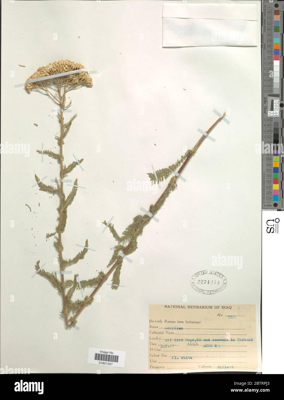 Achillea sp. Stockfoto