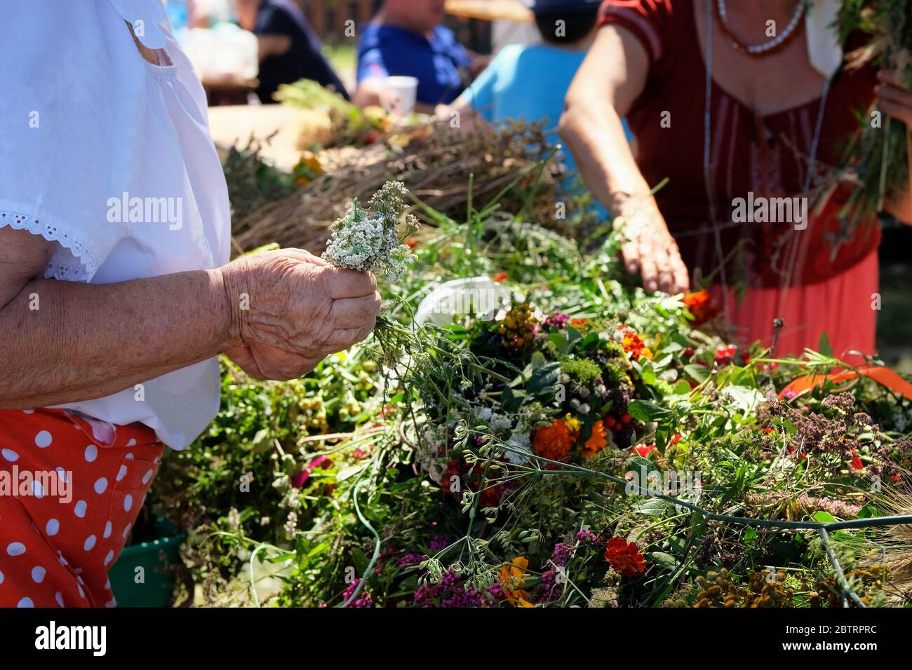 Ältere Frau webt einen Kranz auf dem Kopf mit Wildblumen und Wiesengräsern. Verschiedene Feldblumen, wunderbare Tradition. Sommerkonzept. Stockfoto