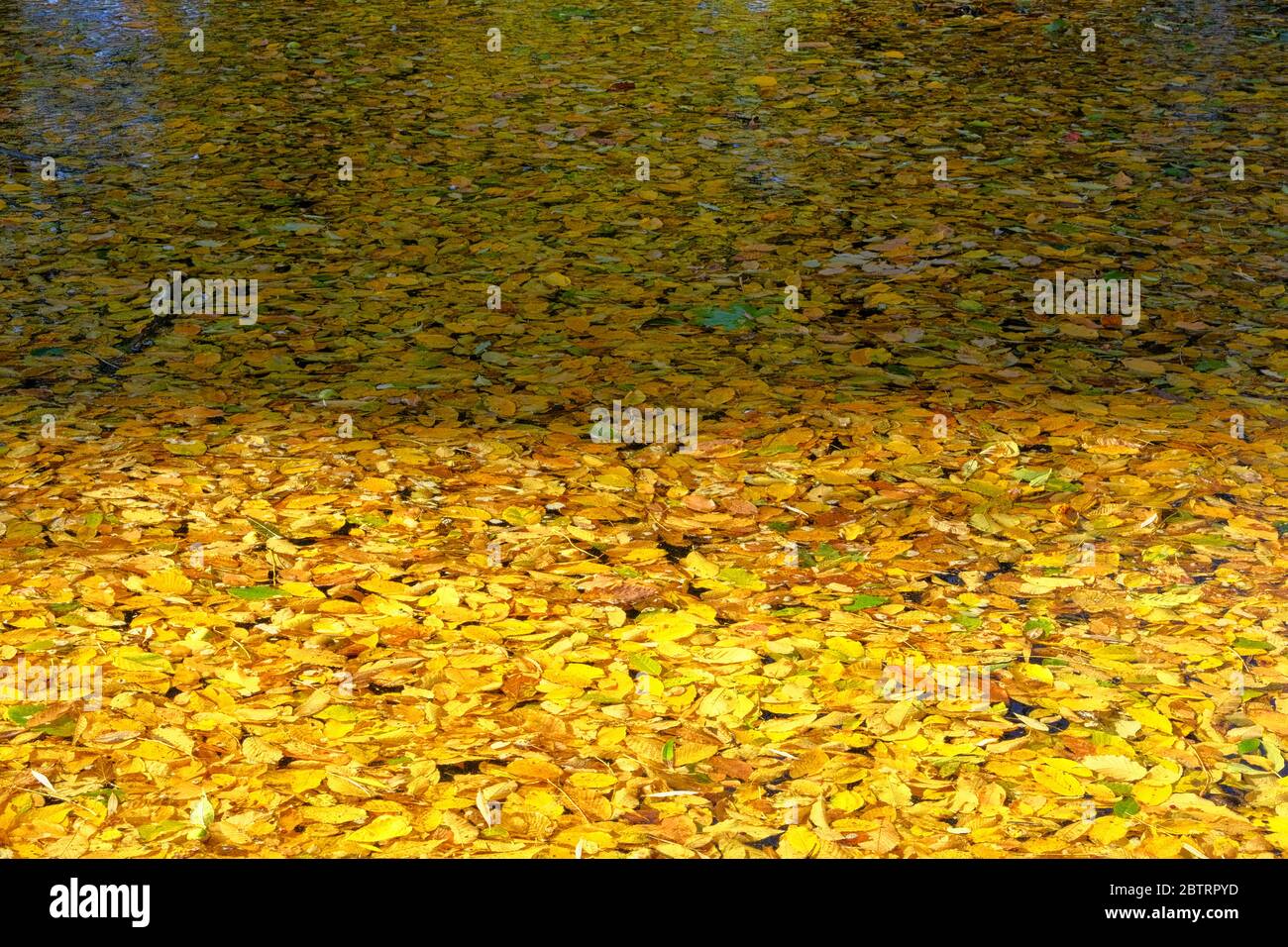 Draufsicht auf Herbst leuchtend goldene Blätter im Wasser. Gelb verschiedene Blätter auf dem Fluss schwimmen. Sonnenlicht im Herbst. Stockfoto