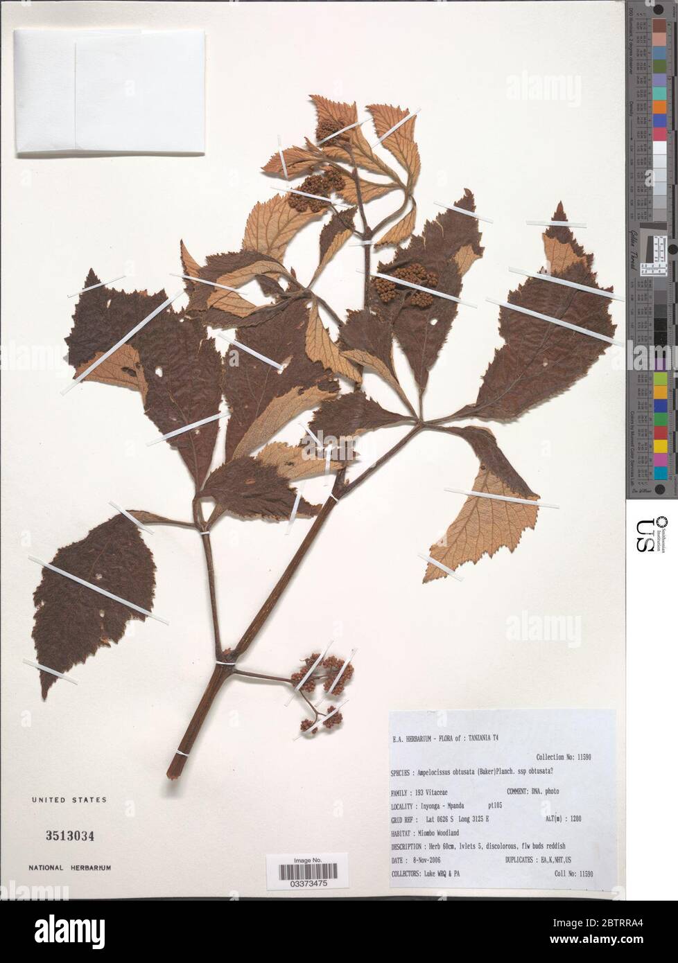 Ampelocissus obtusata Welw ex Baker Planch. Stockfoto