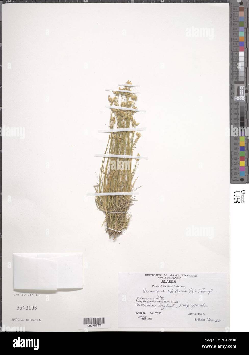 Arenaria capillaris Poir. Stockfoto