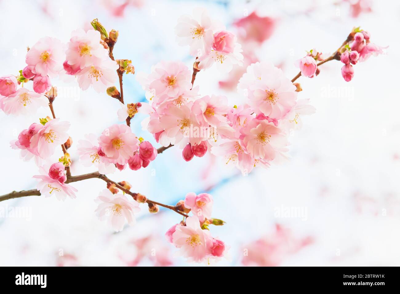 Blühende rosa Kirschblüte. Frühlingskonzept, blühende Sakura. Kopierbereich, selektiver Fokus. Stockfoto