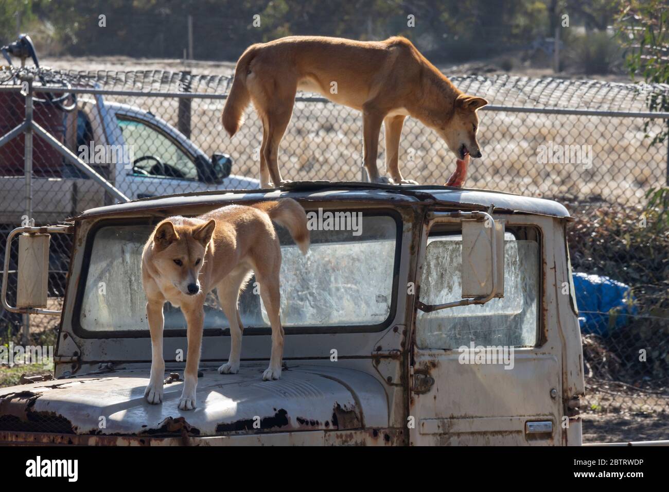 Zwei Dingos auf einem alten Auto in ihrem Gelände in einem Wildpark in Australien, einer von ihnen ist Fleisch essen. Stockfoto